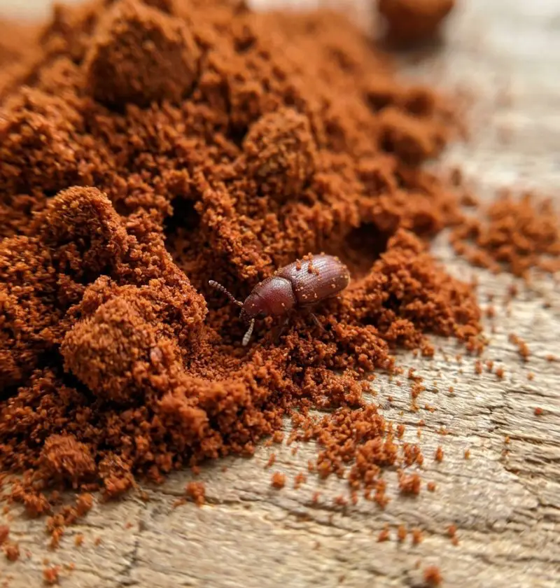 Tiny Tunnels in Your Paprika? Here’s What They Usually Mean (And What to Do Next)