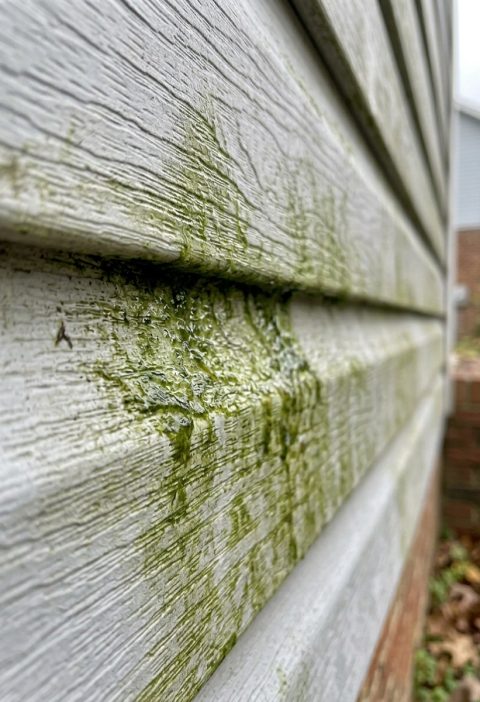 The No-Scrub Trick That Gets Green Algae Off Your Siding (And Honestly, It Feels Like Cheating)