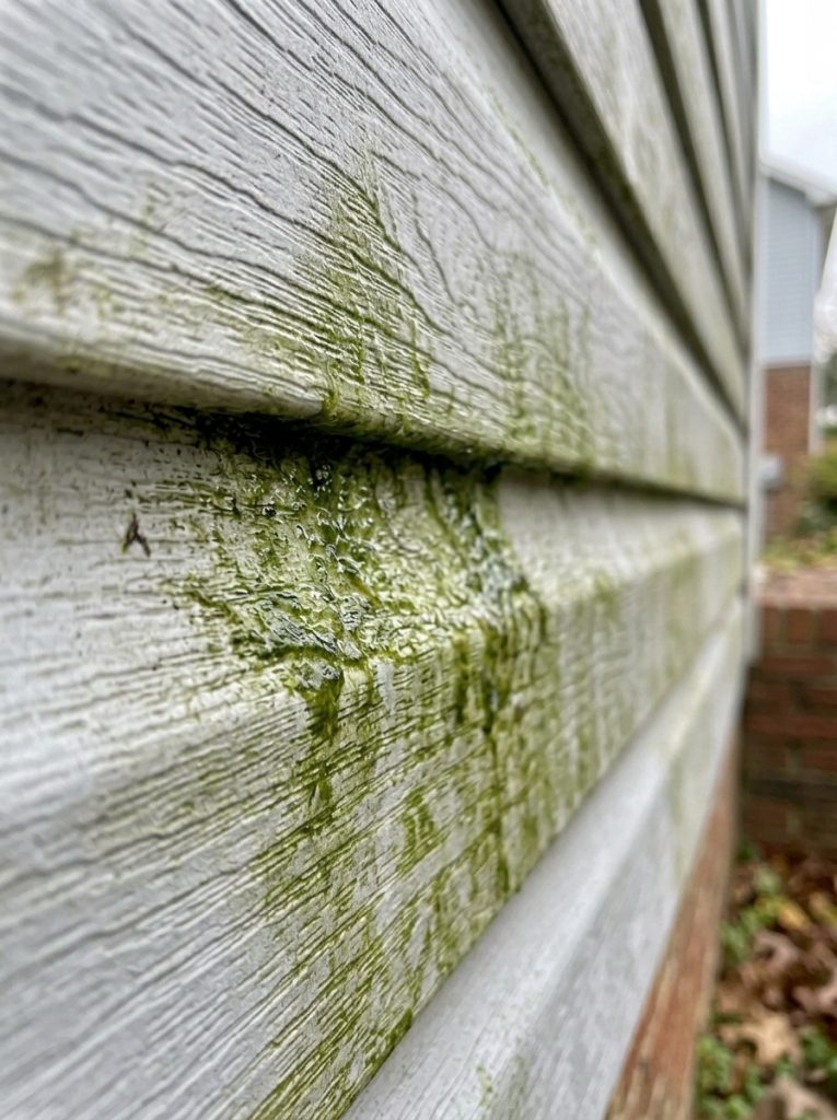 The No-Scrub Trick That Gets Green Algae Off Your Siding (And Honestly, It Feels Like Cheating)