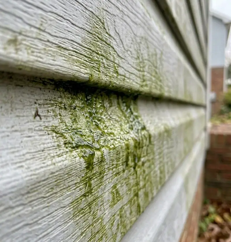 The No-Scrub Trick That Gets Green Algae Off Your Siding (And Honestly, It Feels Like Cheating)