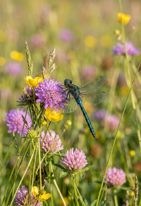 12 Plants That Bring Dragonflies to Your Yard — And Help Cut Down Mosquitoes Naturally