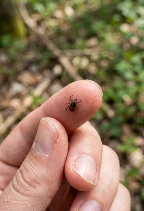 What to Do If You Find a Lone Star Tick on Your Skin (Step-by-Step Guide)