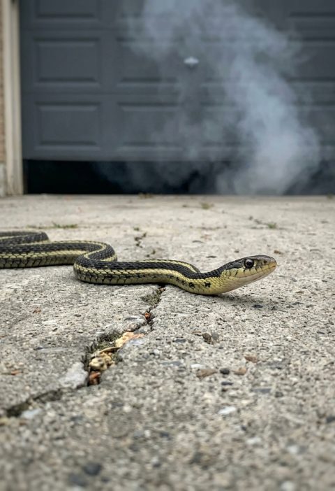 Keep Snakes Away Naturally: Scents That Actually Make a Difference