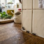 From Forgotten Furniture to Furry Comfort: Turning Old Drawers into Stylish Pet Beds