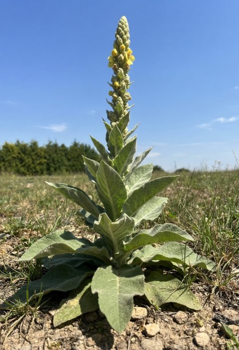 Stumble Upon This Plant—and You Might Be Walking Past Gold