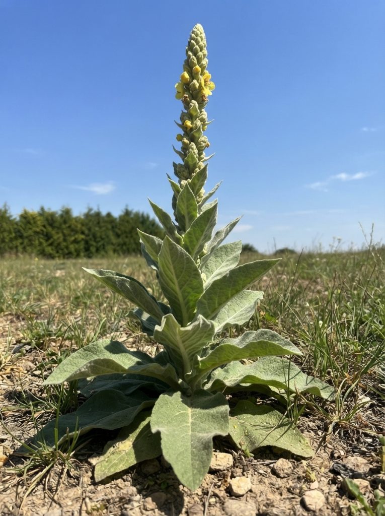 Stumble Upon This Plant—and You Might Be Walking Past Gold