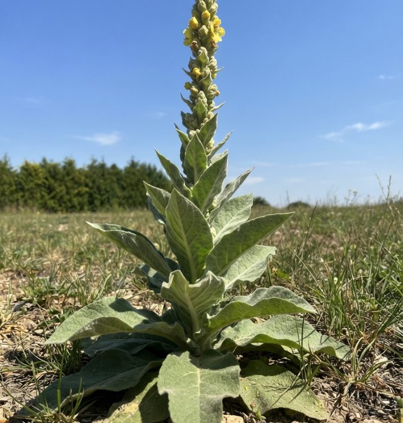 Stumble Upon This Plant—and You Might Be Walking Past Gold