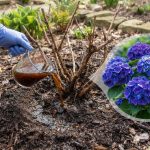Got Peonies? 8 Urgent Things You Must Do This June for Bigger Blooms Next Year