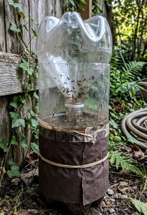 Homemade sugar and yeast mosquito trap