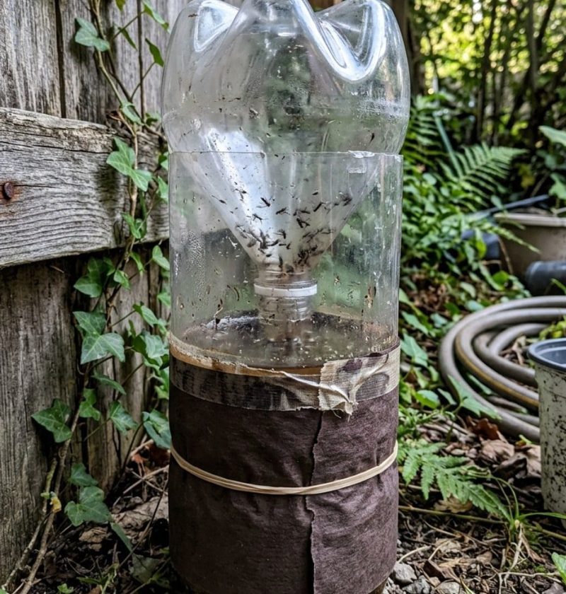 Homemade sugar and yeast mosquito trap