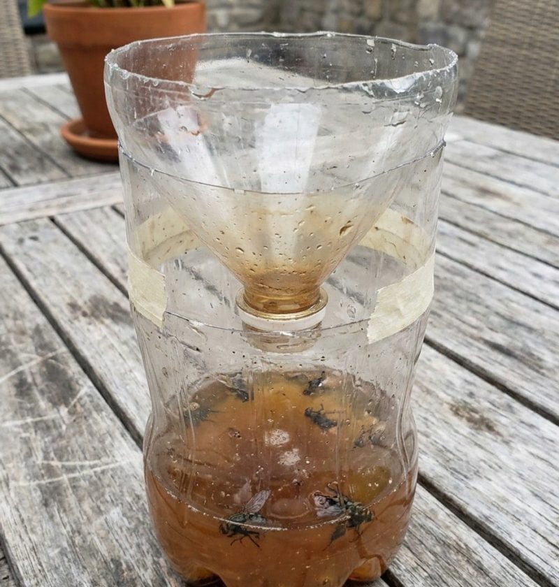 Plastic bottle fly trap on a patio table